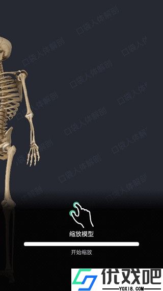 口袋人体解剖